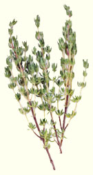 Thyme is energizing and a perfect choice for hospital rooms, as its warm and mellow scent can help banish the blues.
